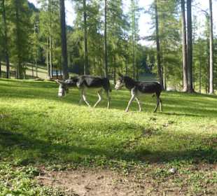 Wandern Sesto / Sexten