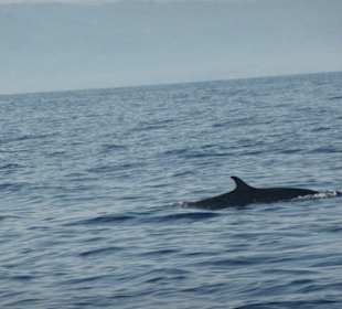 Delfintour