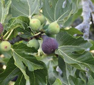 Feigenbäume am Torre