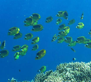 Fische Hausriff