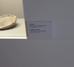 Museum für Vor- und Frühgeschichte