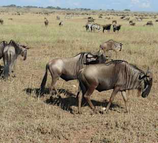 Нгоронгоро