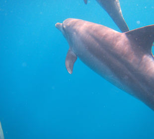 Delfine mit einigen Jungtieren 