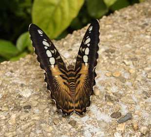 Butterflies Garden