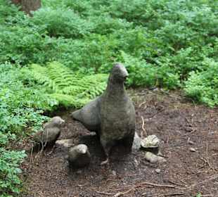 Лесной маршрут: найди тетерева