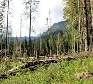  Weg- Meeresauge Zakopane. 