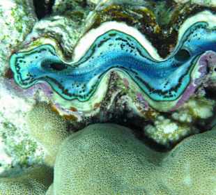 Muschel in der Nachbarbucht Abu Dabab