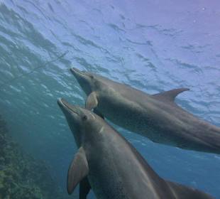 Wunderschön und elegant