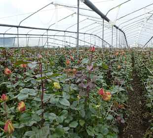 In den Gewächshäusern
