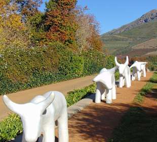 Weingut Tokara in Stellenbosch