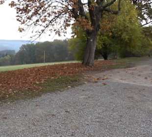 Jungviehweide