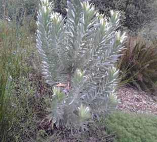 Botanischer Garten Kirstenbosch