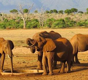 Elefanten am Wasserloch