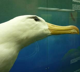 Ausstellung im Museum