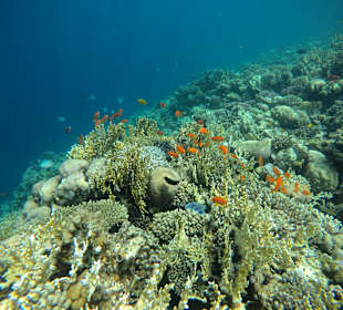 Schnorcheln Makadi Bay