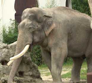 Tierpark Hellabrunn - Reich der Elefanten