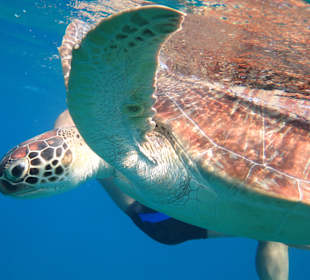 Tauchen Brayka Bay Marsa Alam