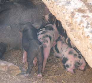 Schweine auf der Ziegenfarm