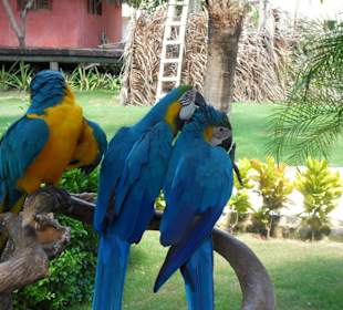 Papageien im Freigehege