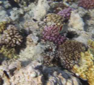 Schnorcheltripp 07.09.21