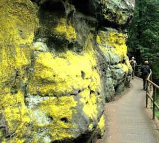 Schwefelflechte an Sandsteinfelsen (Stille Klamm)