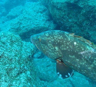 Zackenbarsche bei Cap Garajau