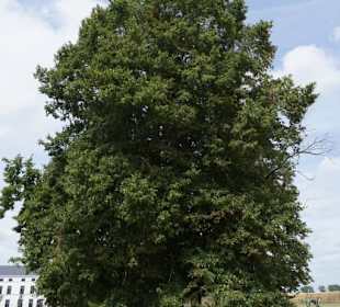 Ob Napoleon diesen Baum in Waterloo gesehen hat?