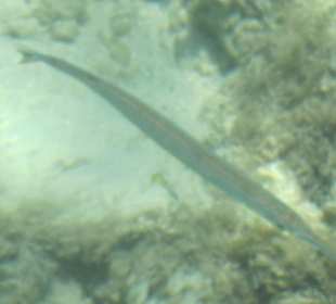 Steigenberger al Dau Beach Hotel