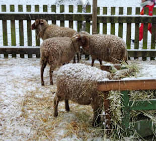 Impressionen vom Weihnachtsmarkt Mitwitz