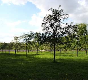 Streuobstwiese, wo einst Schulbarraken standen