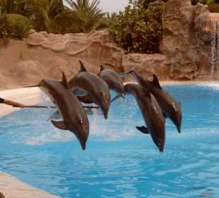 Loro Parc in Puerto de la Cruz