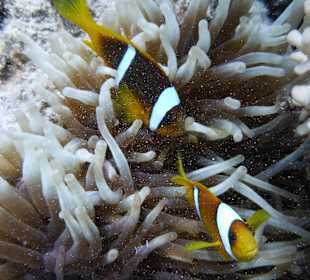 Anemonenfische