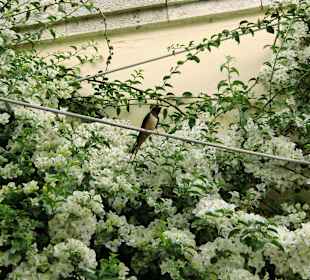 Die Schwalbe von Kos