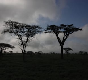 Schirmakazien in Tsavo West