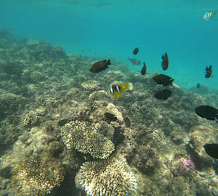 Schnorcheln Hurghada