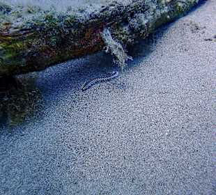 Tauchbasis Waterhoppers Rhodos