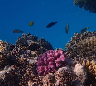 House Reef