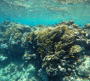 Schnorcheln Marsa Alam