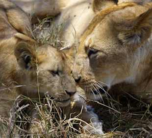 Solio - Löwen hautnah