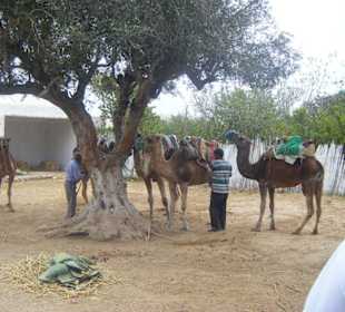 Camel