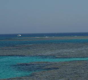 Wunderschöne Korallenriffe