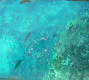 Unterwasserwelt Korallenriff Magawish