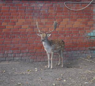 В Белгородском зоопарке