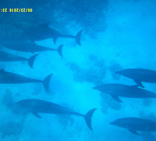 Ein unvergessliche Tag mit der Sonnenfee