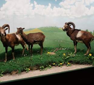 Vogel-und Jagdtierkunde