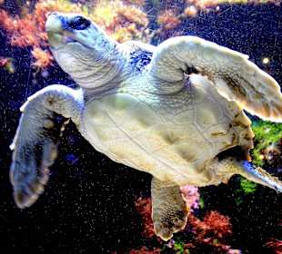 Aquarium-  Ozeanographisches Museum Monaco