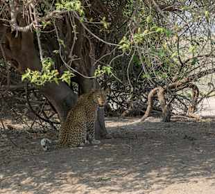 Finally: ein Leopard, glücklicher Tag