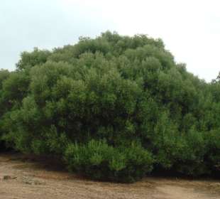 Olivenbaum 3500 Jahre alt