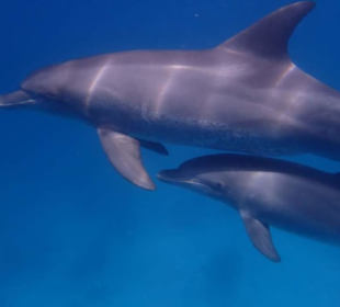 Delphine hautnah