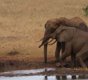 Wasserloch an der Vio Wildlife Lodge